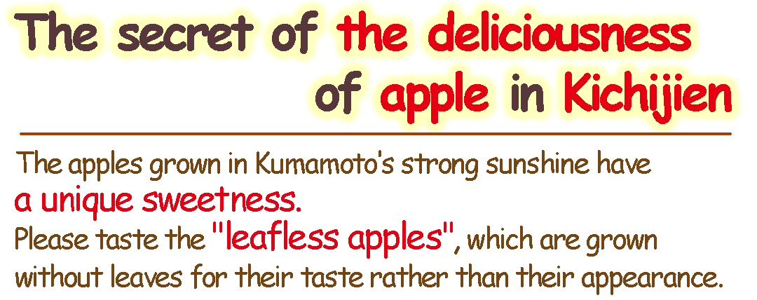 The apples grown in Kumamoto's strong sunshine have a unique sweetness. Please taste the leafless apples, which are grown without leaves for their taste rather than their appearance.
