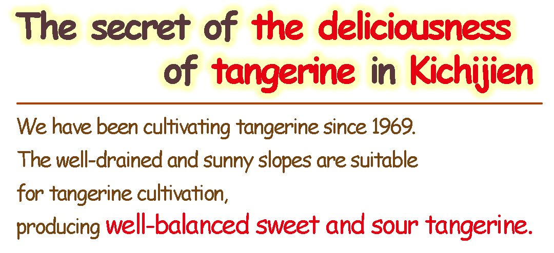 We have been cultivating tangerine since 1969. The well-drained and sunny slopes are suitable for tangerine cultivation, producing well-balanced sweet and sour tangerine.