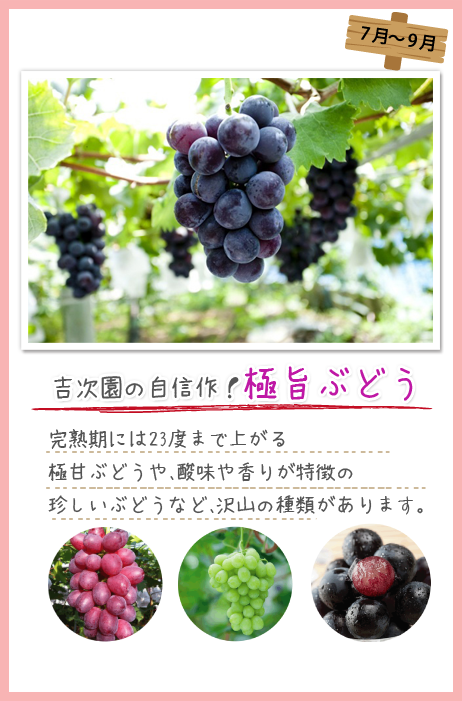 季節ごとに楽しめるフルーツ狩り