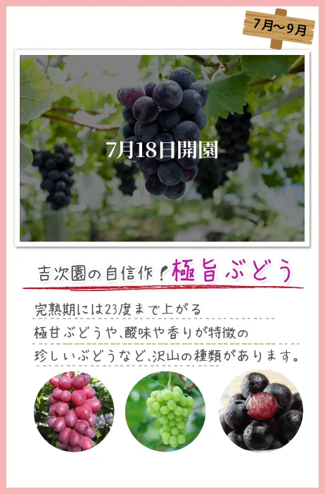 季節ごとに楽しめるフルーツ狩り 7月18日オープン
