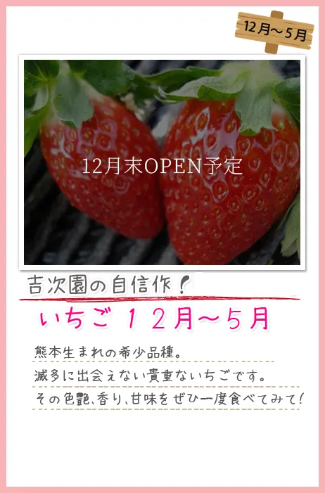 12月末OPEN予定、いちご12月～5月、吉次園の自作旅!熊本生まれの希少品種。滅多に出会えない貴重ないちごです。その色艶、香り、甘味をぜひ一度食べてみて!