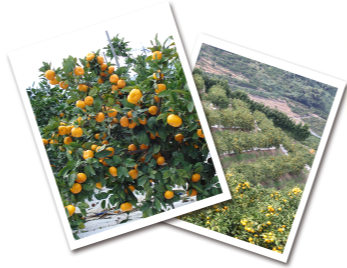 The secret of the deliciousness of tangerine in Kichijien