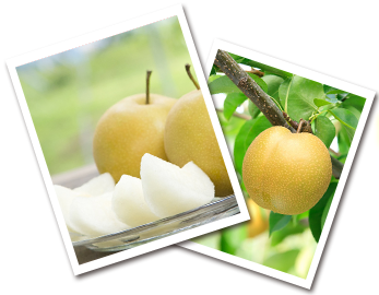The secret of the deliciousness of pear in Kichijien