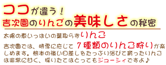 太陽の恵いっぱいの葉取らずりんご吉次園では、時季に応じて10種類のりんご狩りが楽しめます。熊本の強い日差しをたっぷり浴びて育ったりんごは非常に甘く、採りたてはとってもジューシィですよ♪